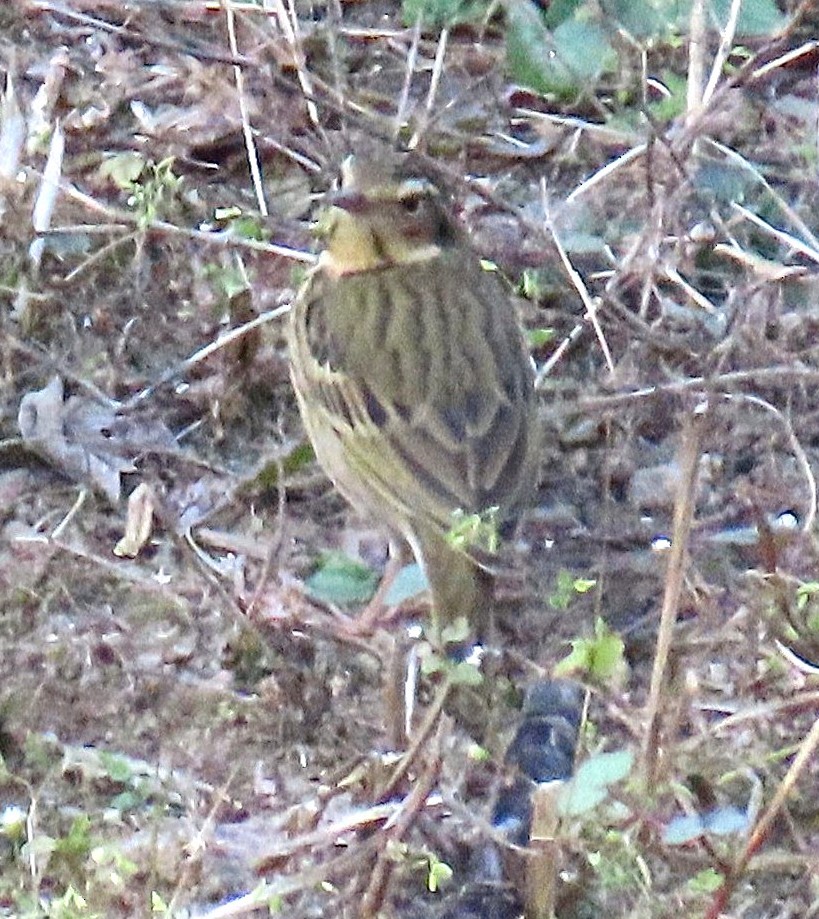 Yeşil Sırtlı İncirkuşu - ML645930229