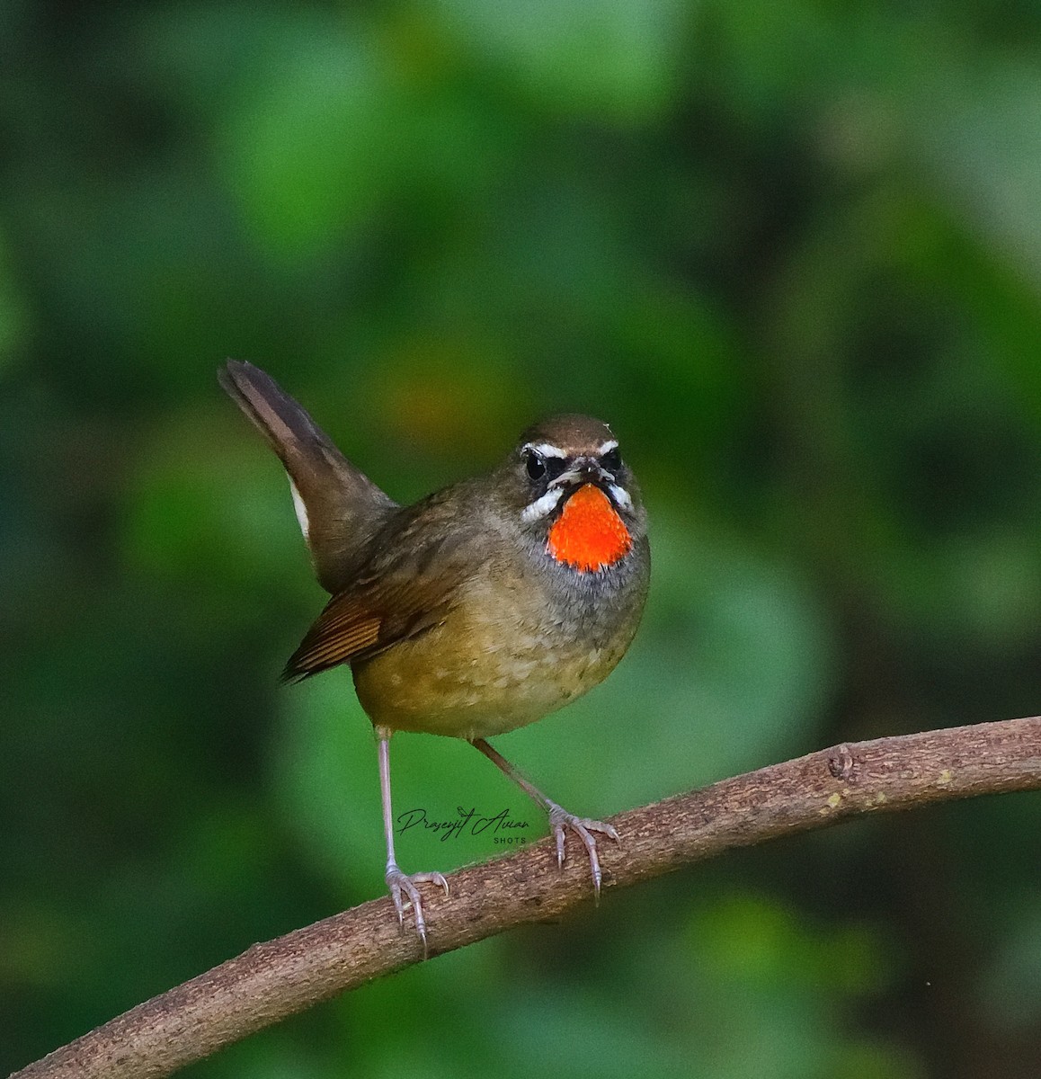 Sibirya Yakut Gerdanlı Bülbülü - ML645930233