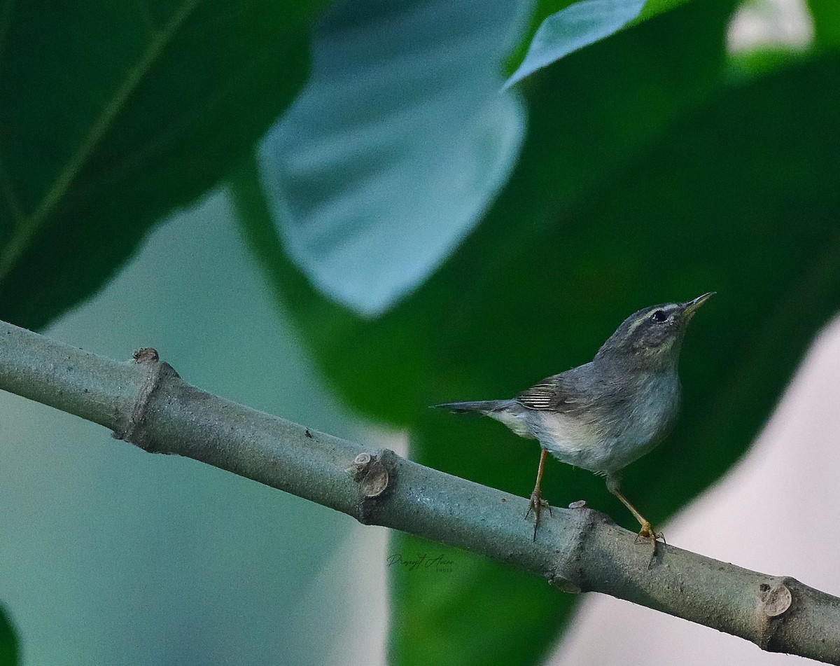 עלווית כהה - ML645930236