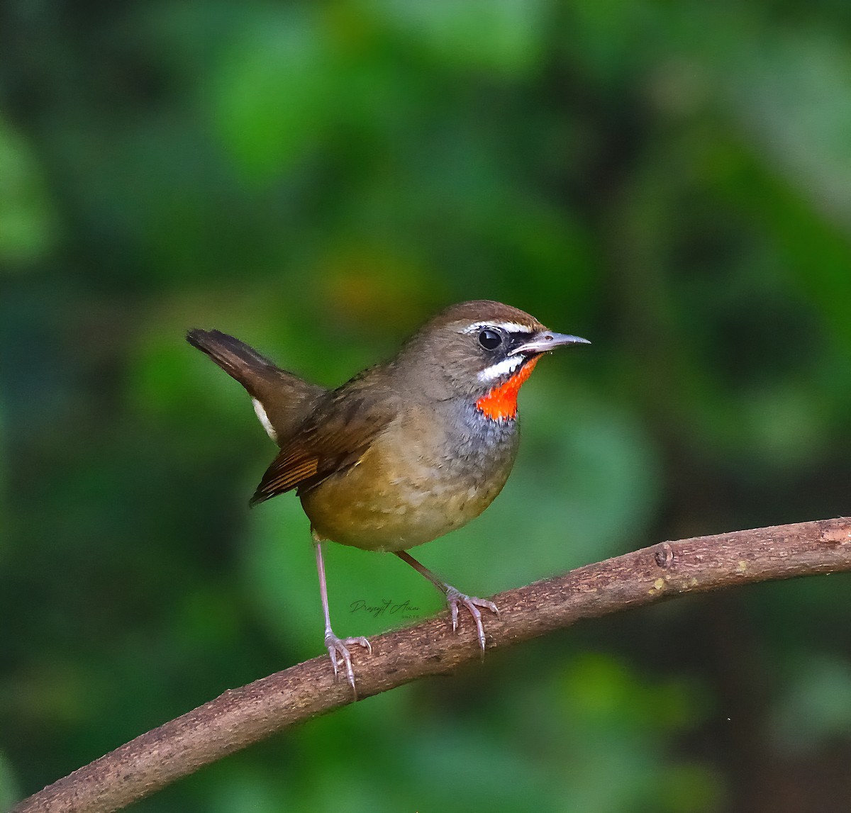 Siberian Rubythroat - ML645930241