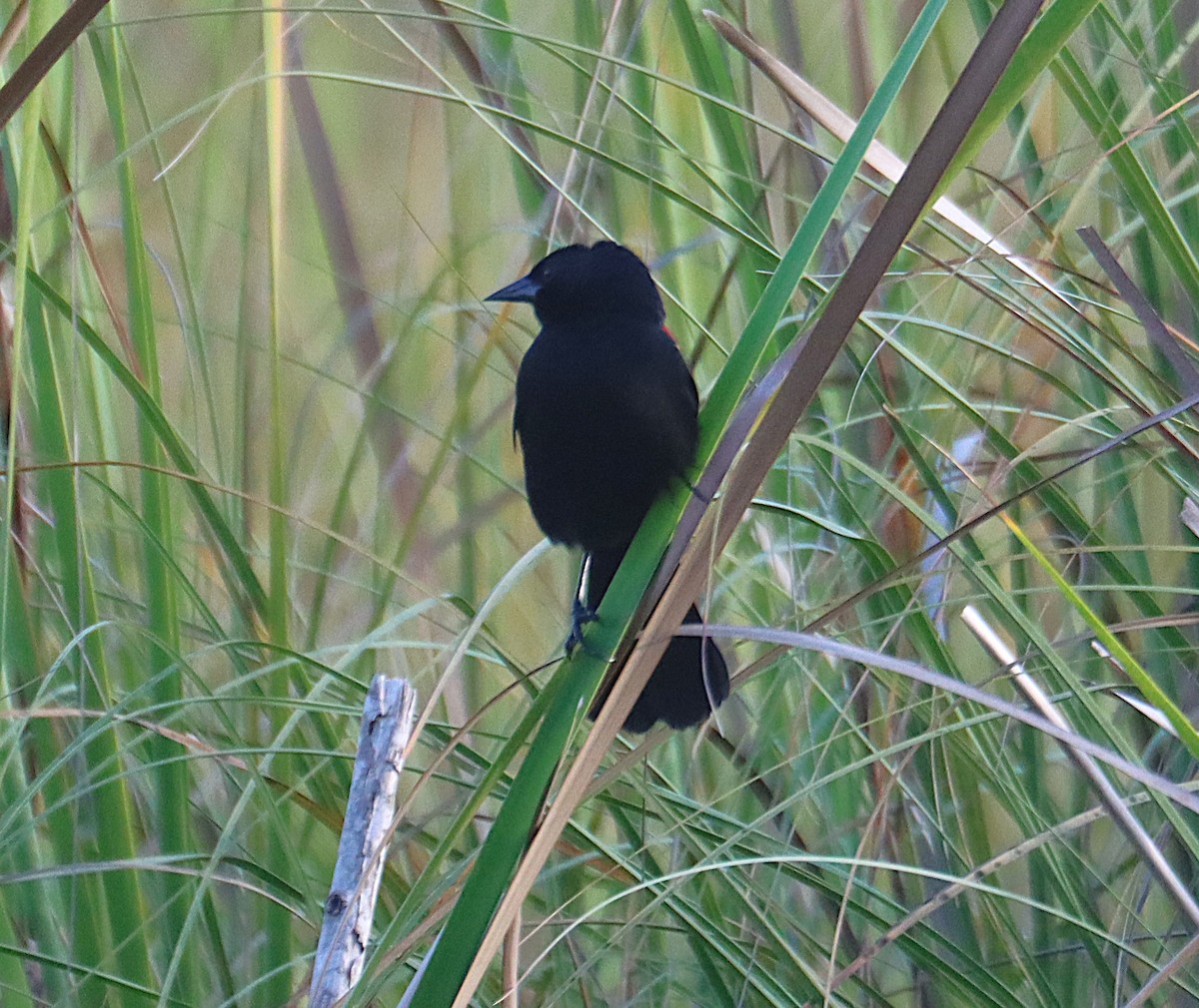 Red-shouldered Blackbird - ML645930250