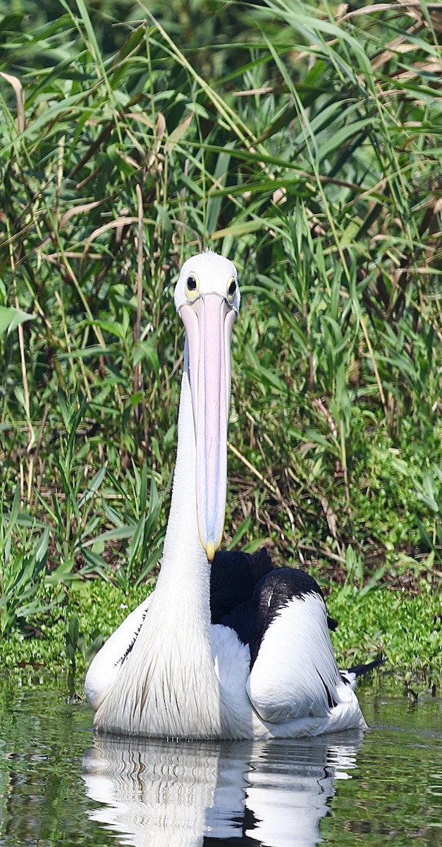 Australian Pelican - ML645930252