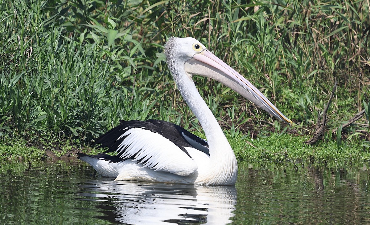 Australian Pelican - ML645930253