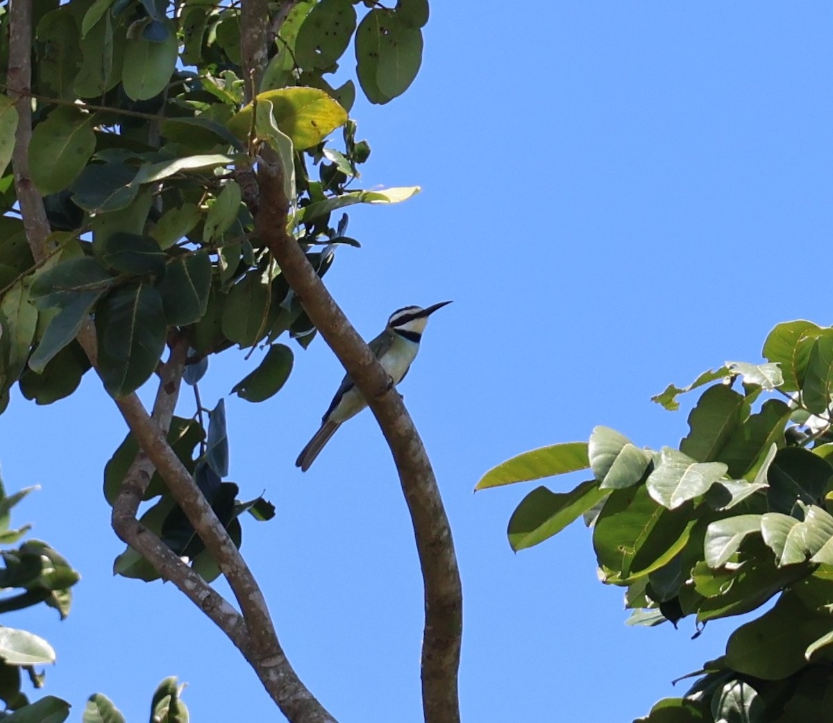 White-throated Bee-eater - ML645930257