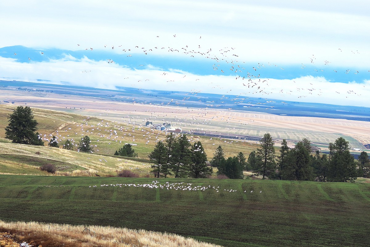 eBird Checklist - 26 Nov 2025 - Monastery of St. Gertrude - 23 species