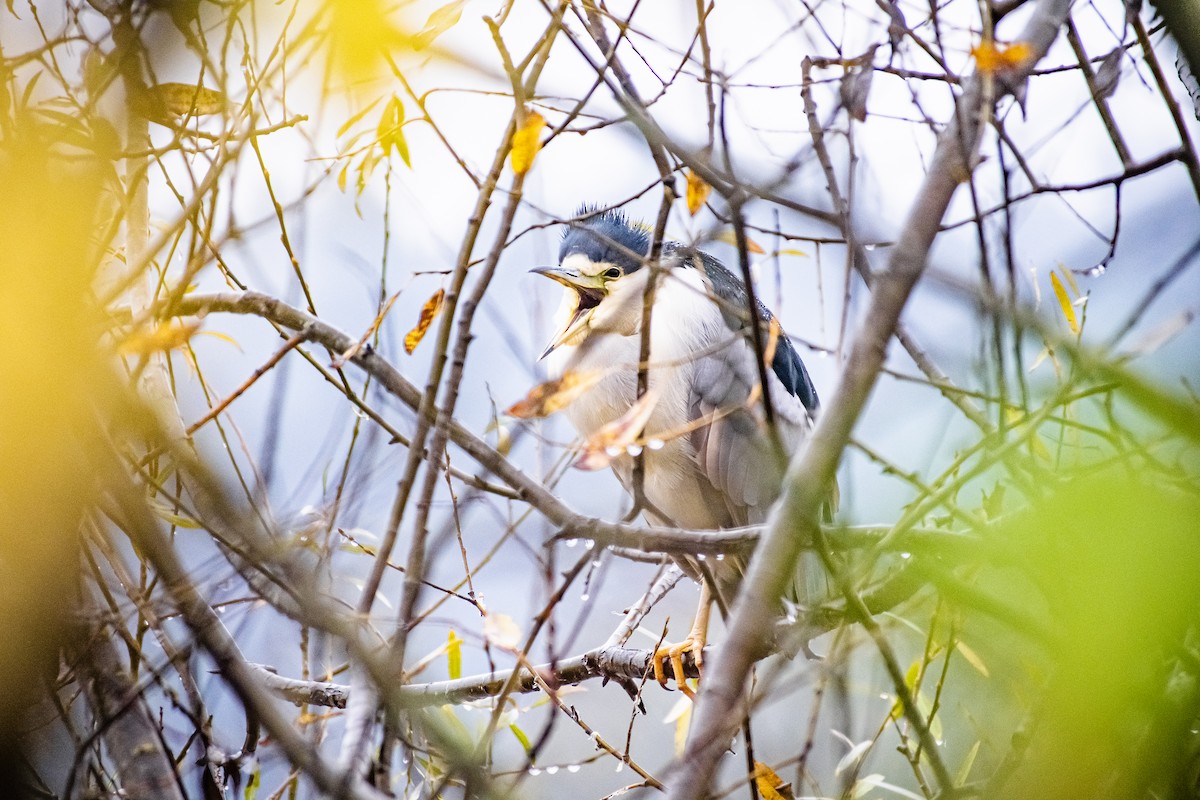 Black-crowned Night Heron - ML645930278