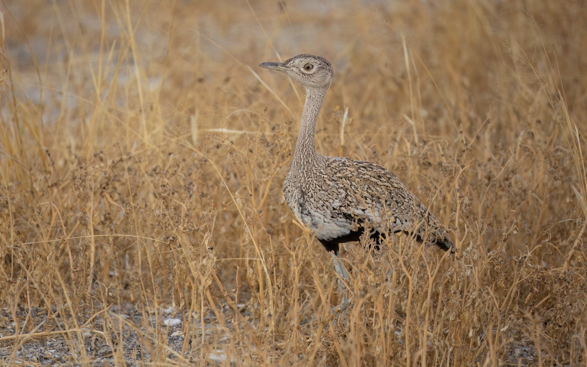 Red-crested Bustard - ML645930286
