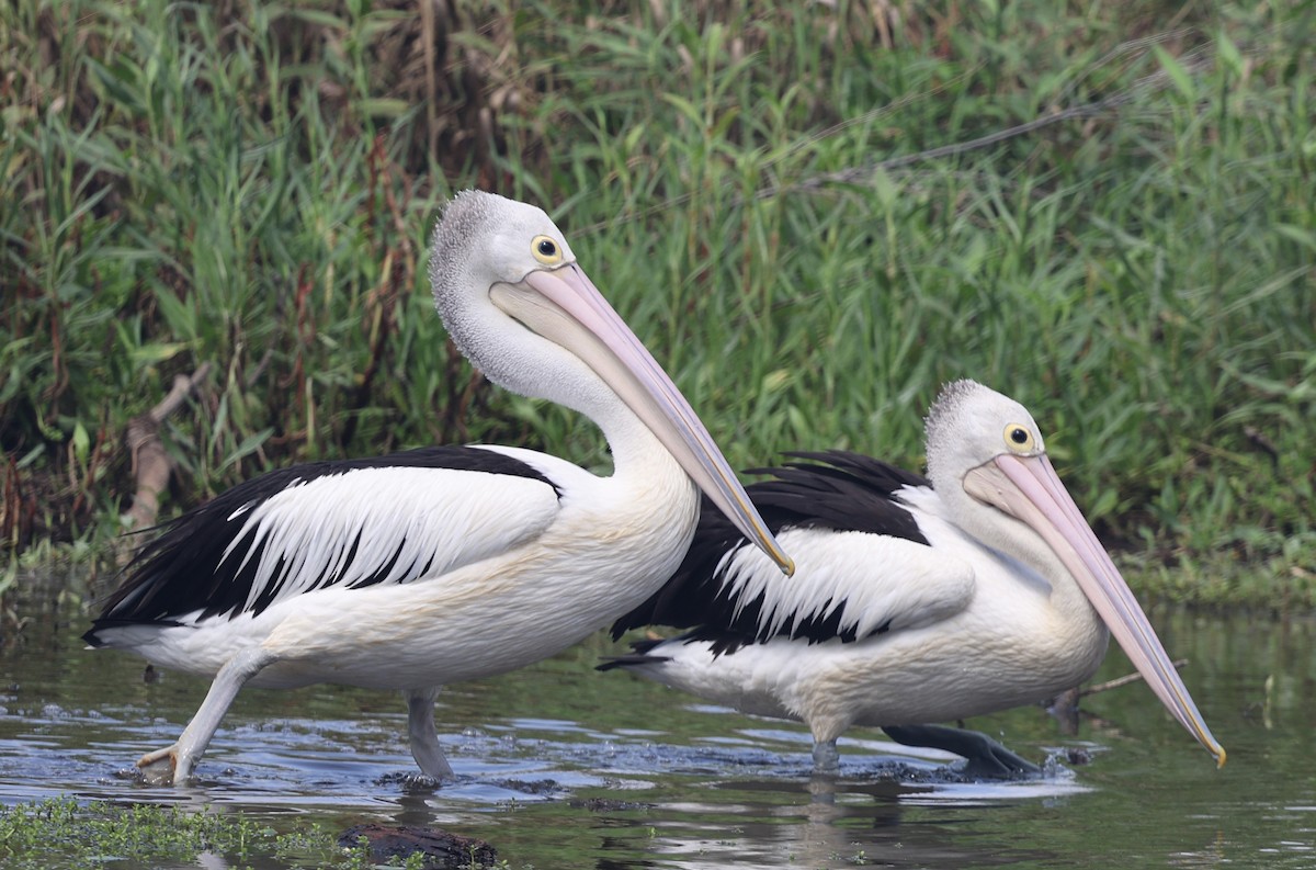 Australian Pelican - ML645930304