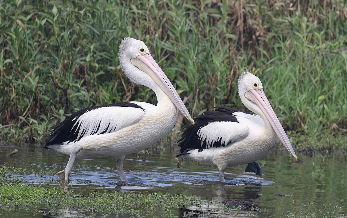 Australian Pelican - ML645930305