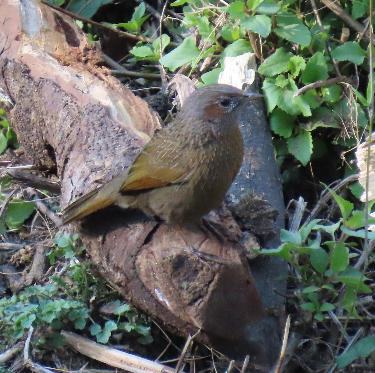 brunørelattertrost - ML645930309