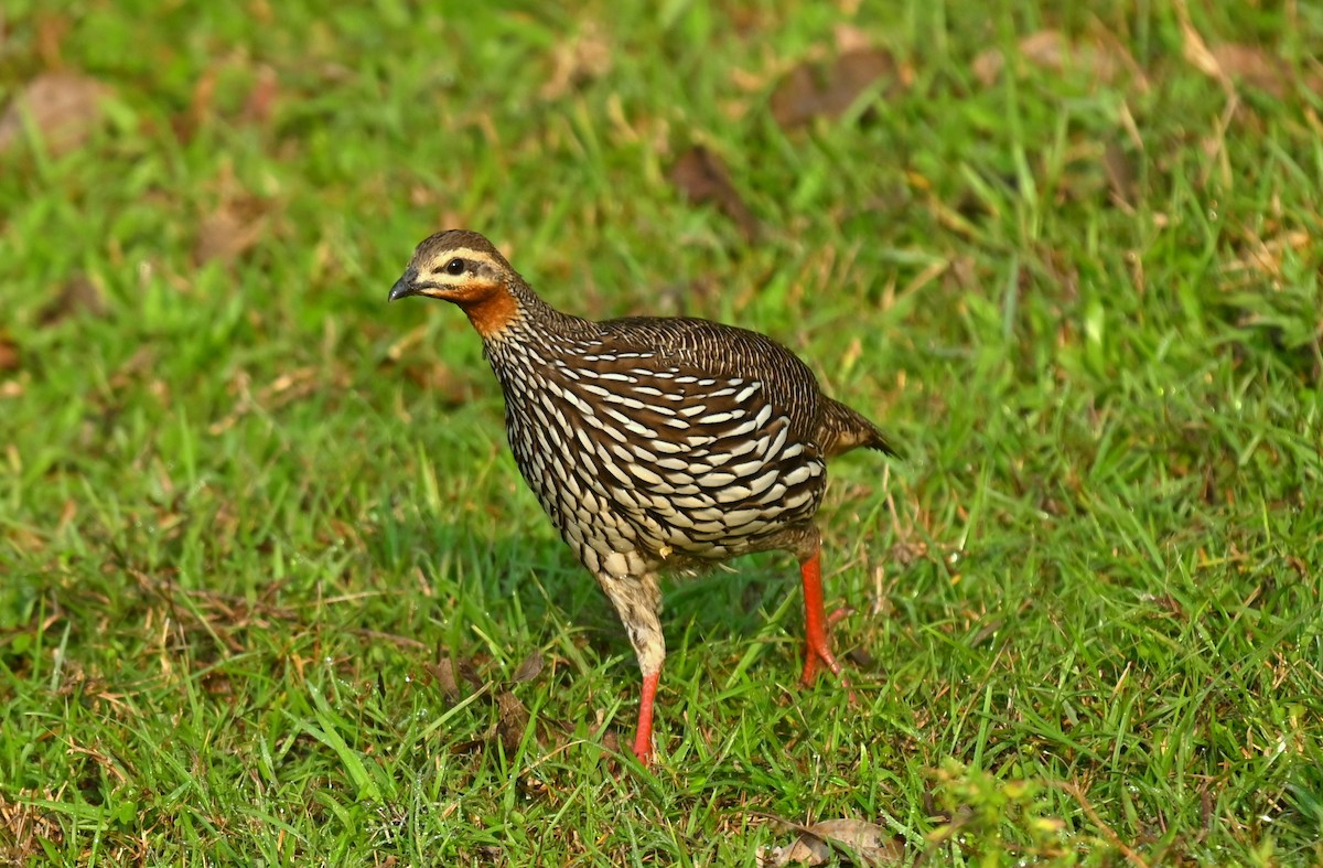 Swamp Francolin - ML645930312