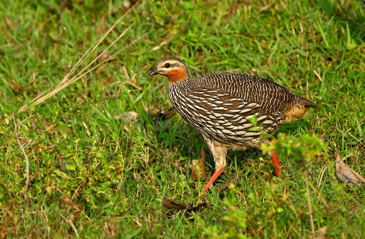 Swamp Francolin - ML645930313