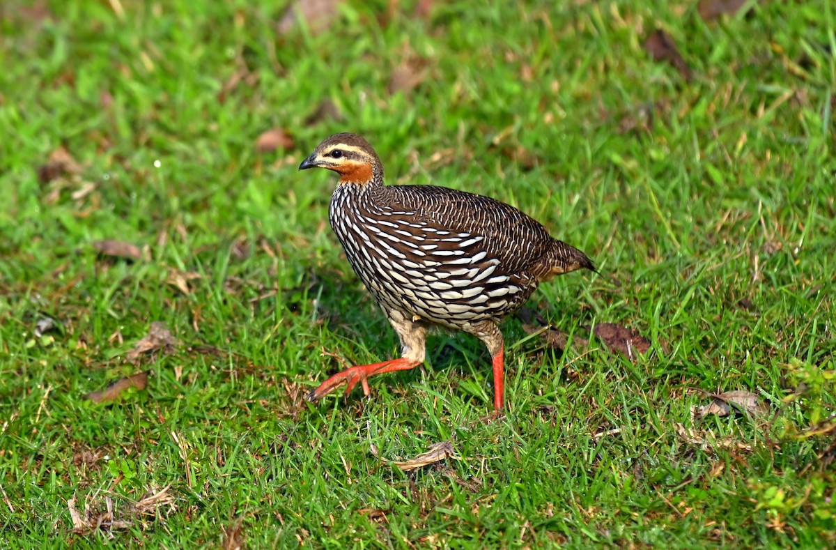 Swamp Francolin - ML645930314