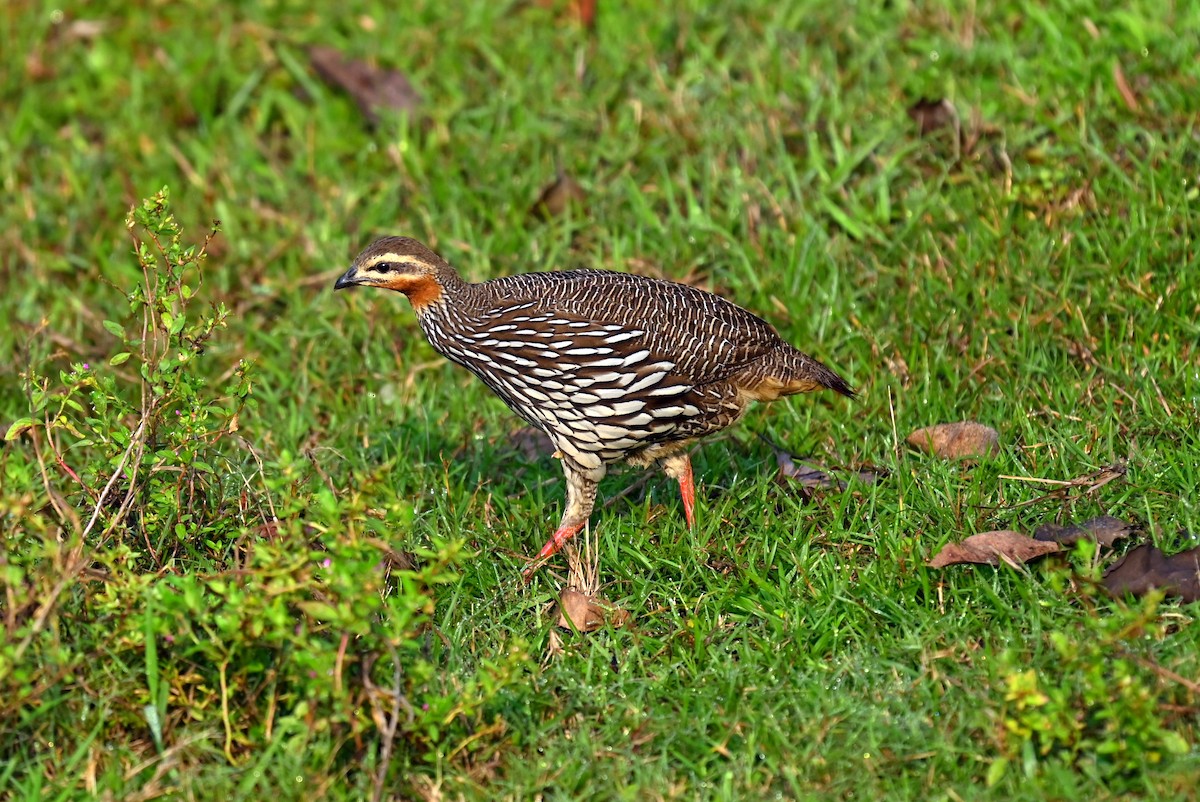 Swamp Francolin - ML645930315