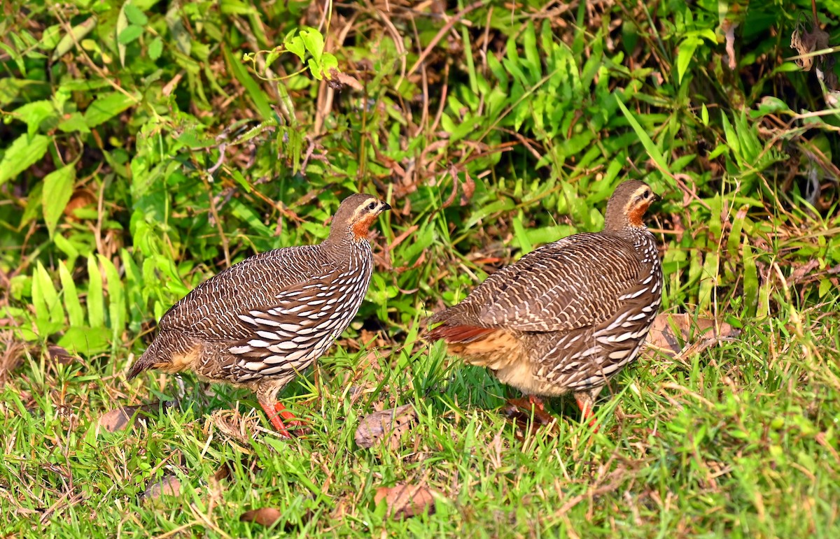 Swamp Francolin - ML645930316