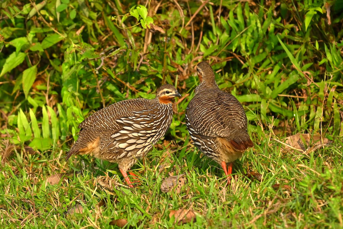 Swamp Francolin - ML645930317