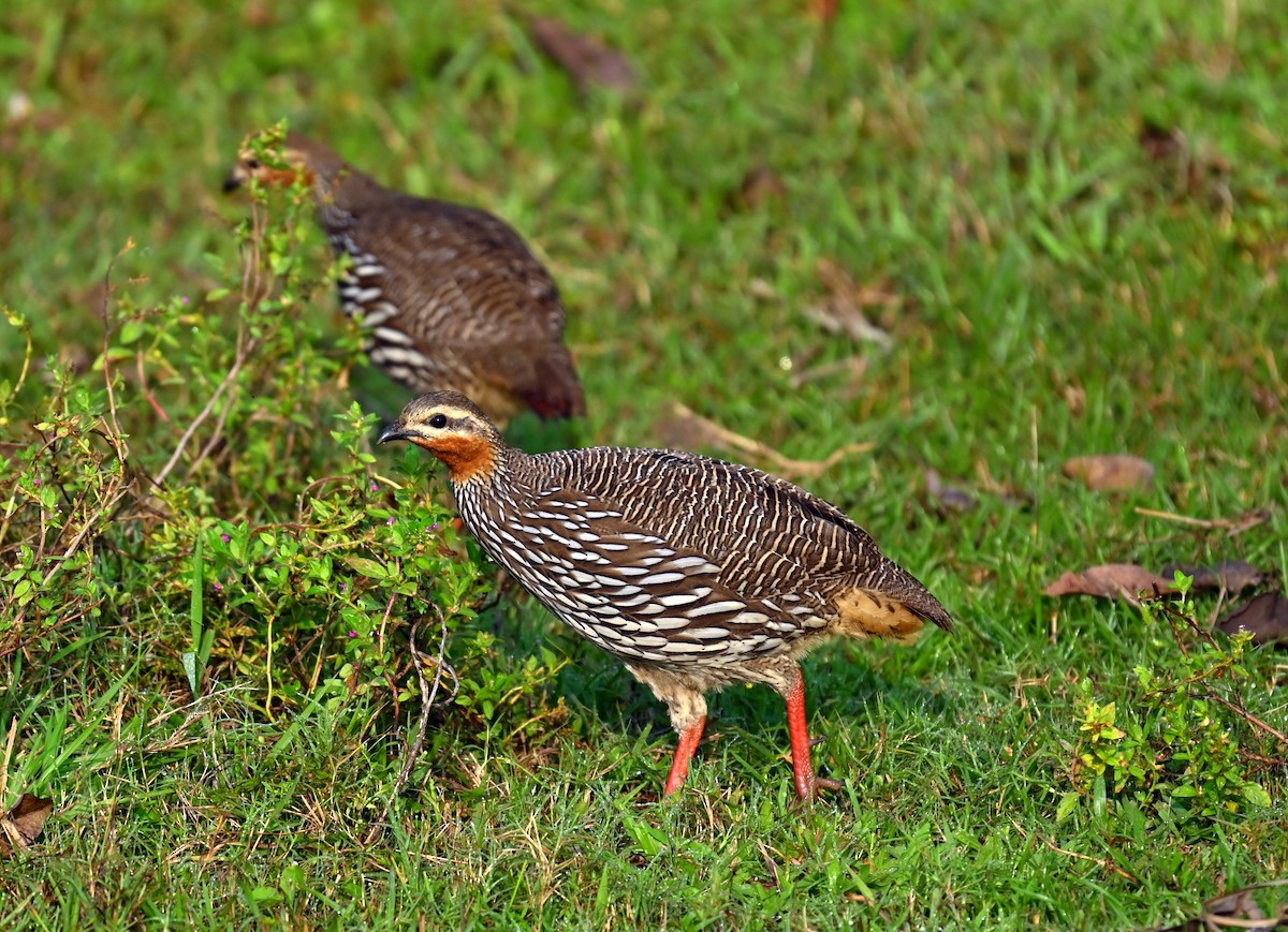 Swamp Francolin - ML645930319
