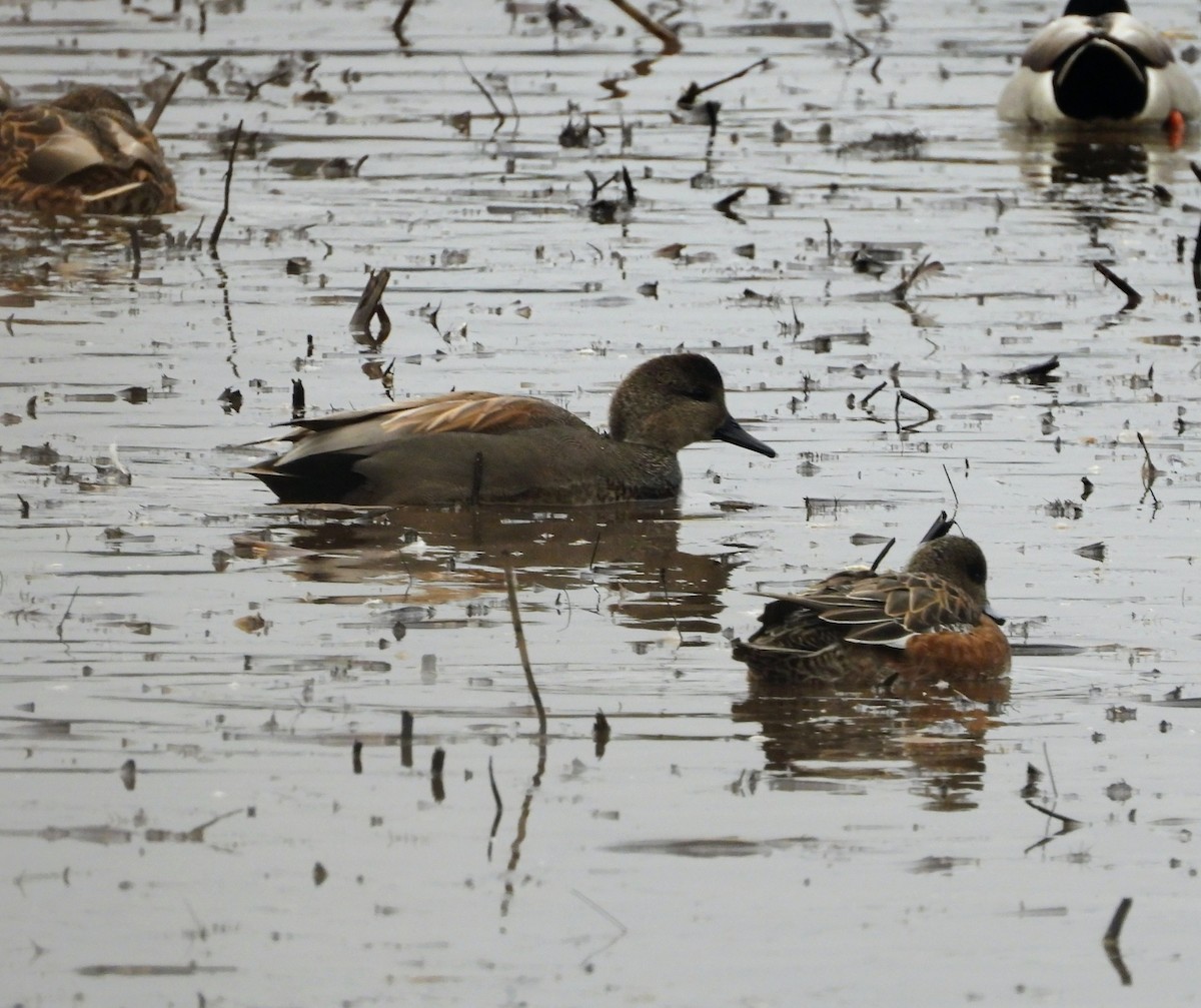 赤膀鴨 - ML645930320