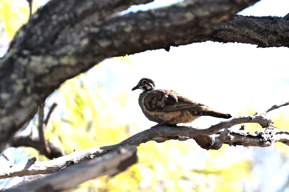 holub písmenkový - ML645930322