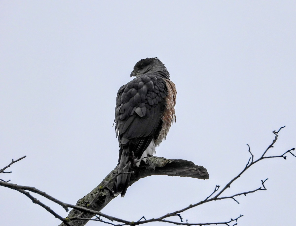 Cooper's Hawk - ML645930324
