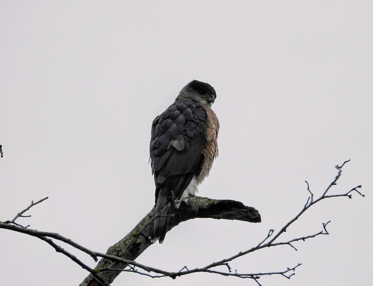 Cooper's Hawk - ML645930326