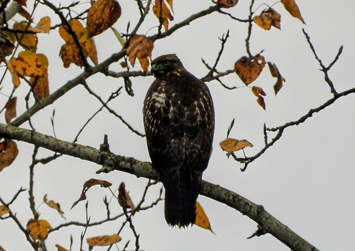 Red-tailed Hawk - ML645930327
