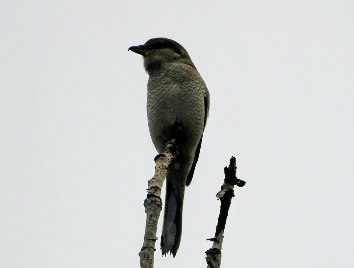 Northern Shrike - ML645930331