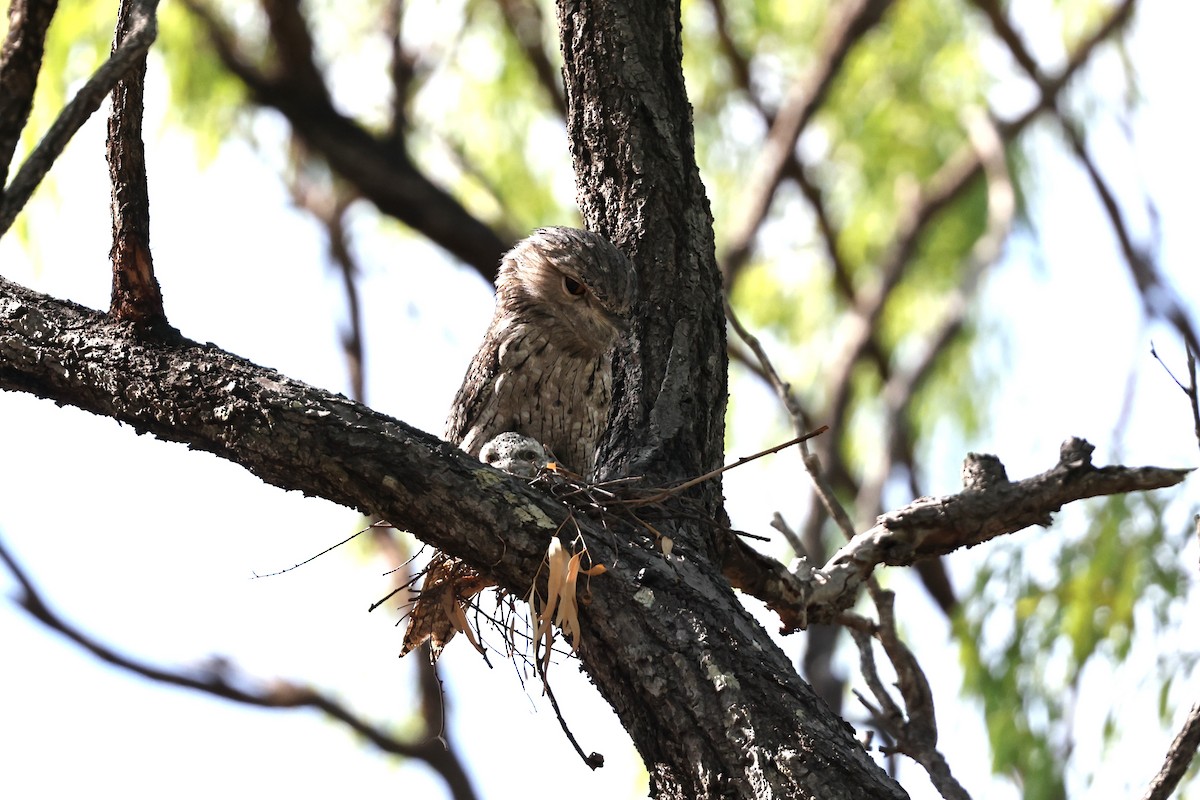 Tawny Frogmouth - ML645930334