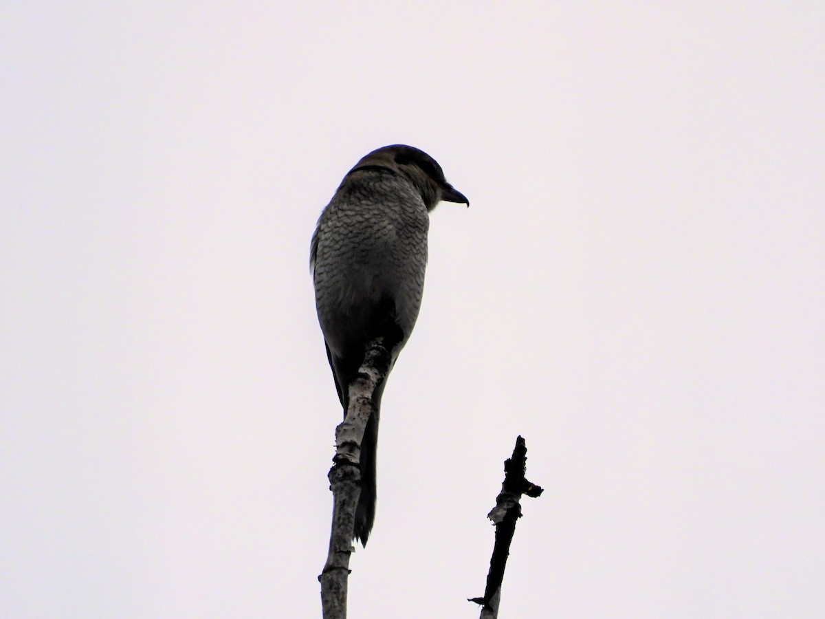 Northern Shrike - ML645930335