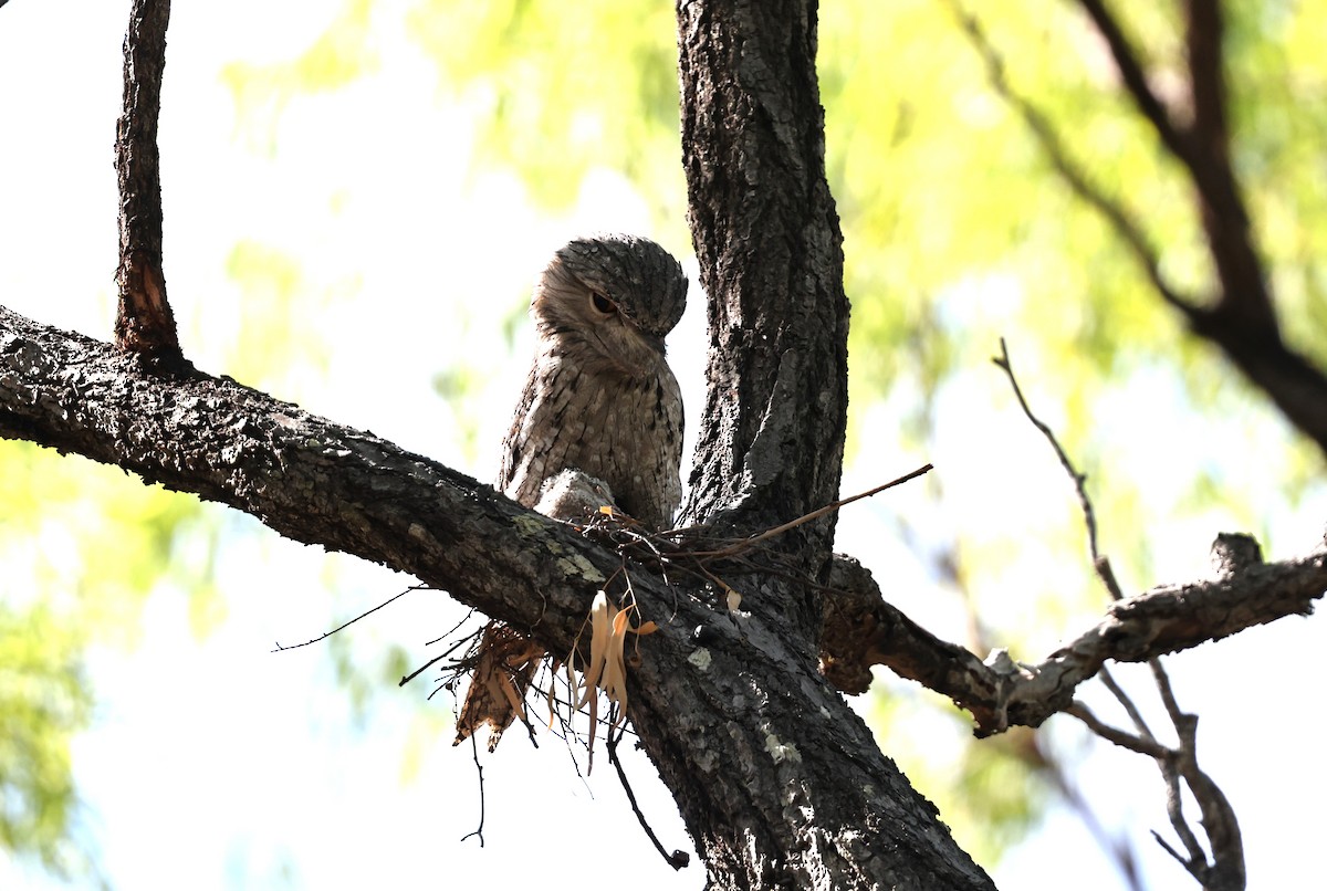 Tawny Frogmouth - ML645930336