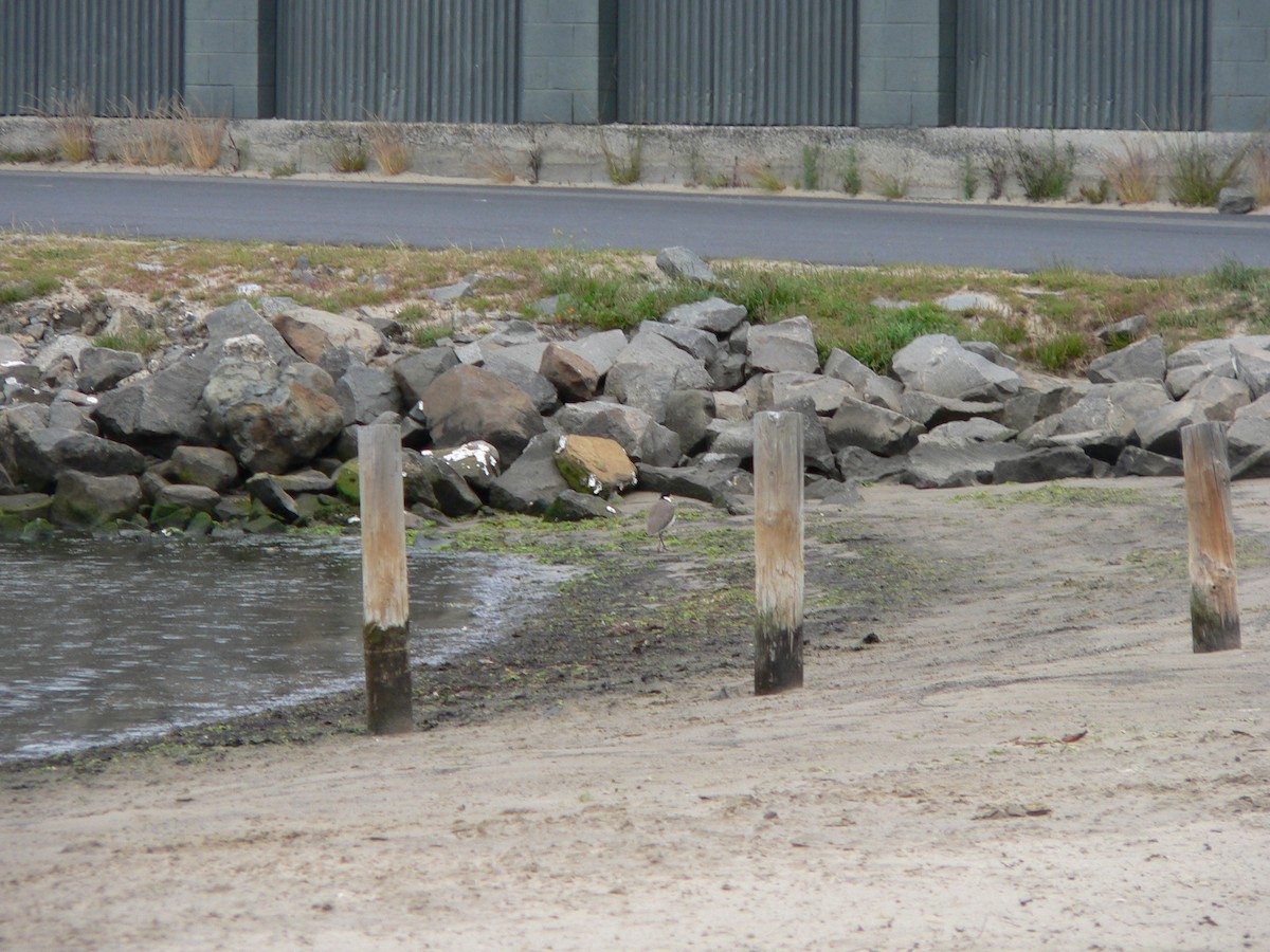 Masked Lapwing (Black-shouldered) - ML645930356