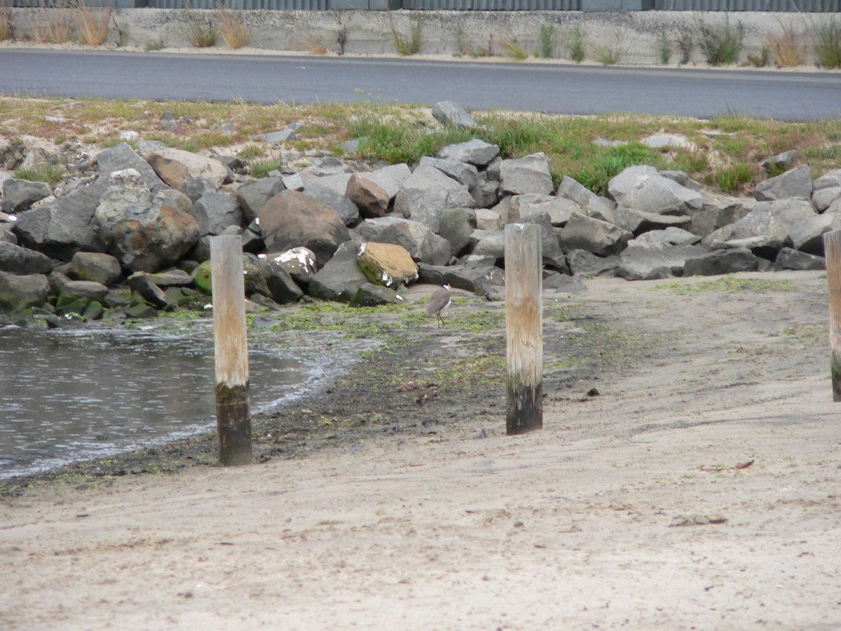 Masked Lapwing (Black-shouldered) - ML645930357