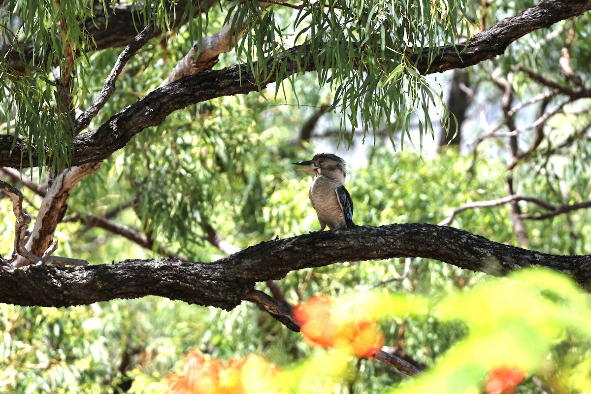 Blue-winged Kookaburra - ML645930358