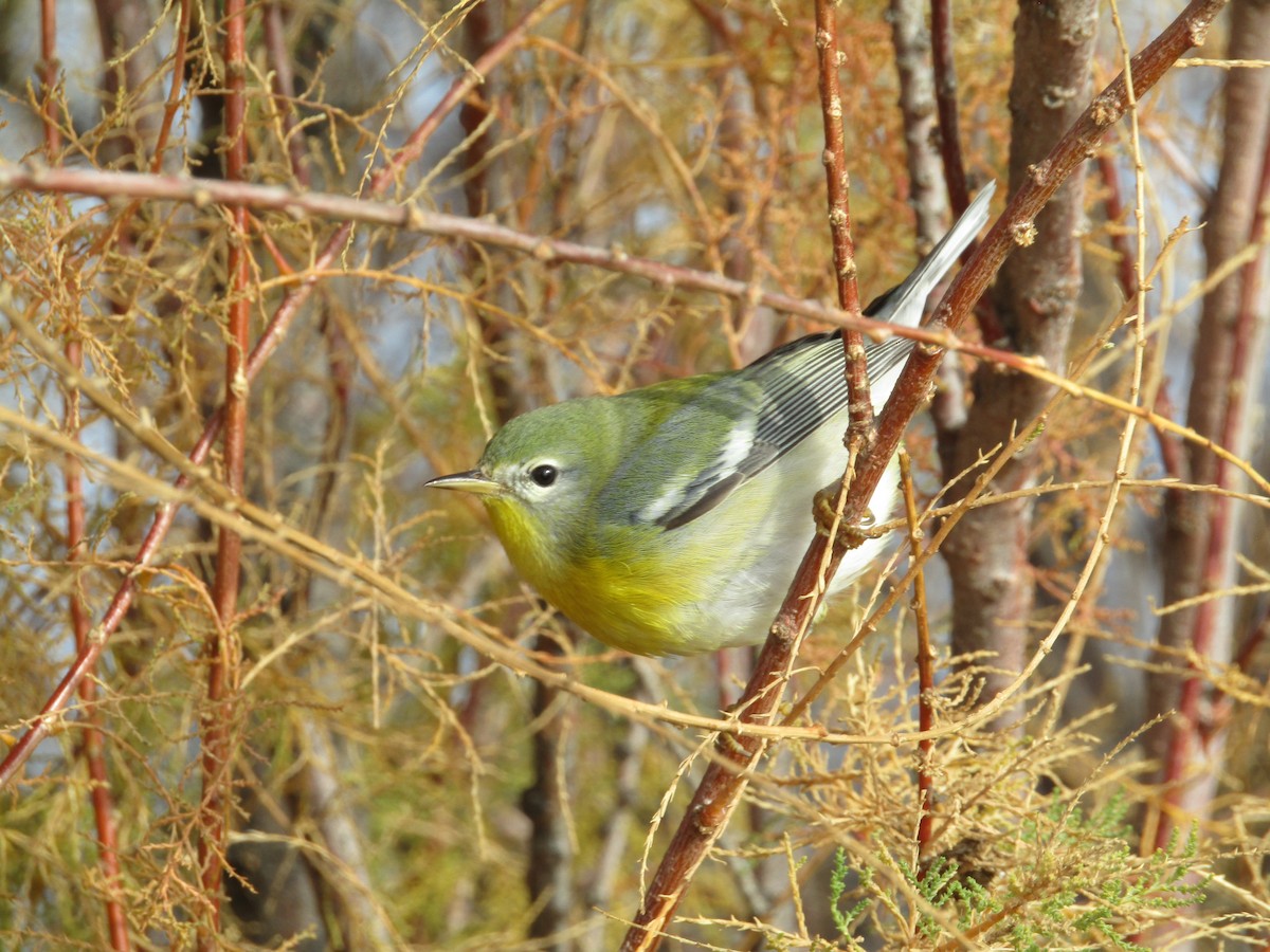 Northern Parula - ML645930359