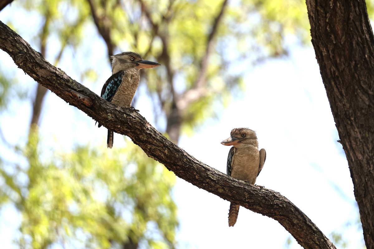 Blue-winged Kookaburra - ML645930360