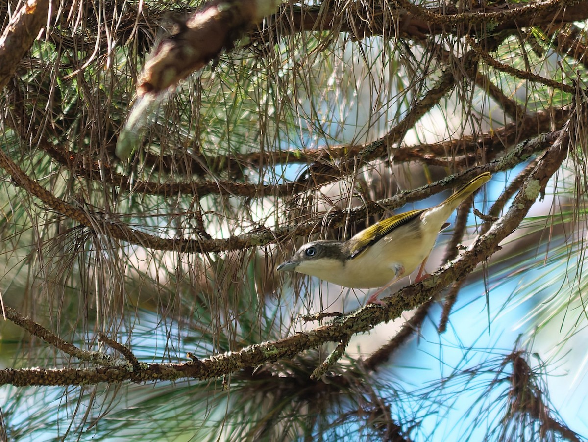 Янчик рододендровий (підвид annamensis) - ML645930361