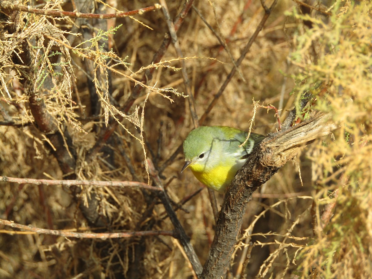 Northern Parula - ML645930362