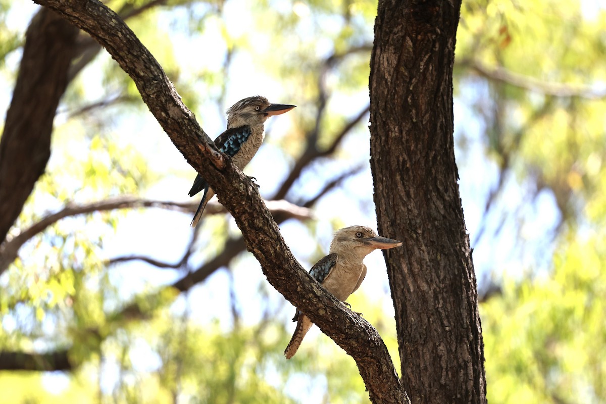 Blue-winged Kookaburra - ML645930364