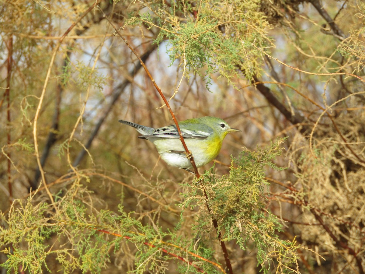 Northern Parula - ML645930366