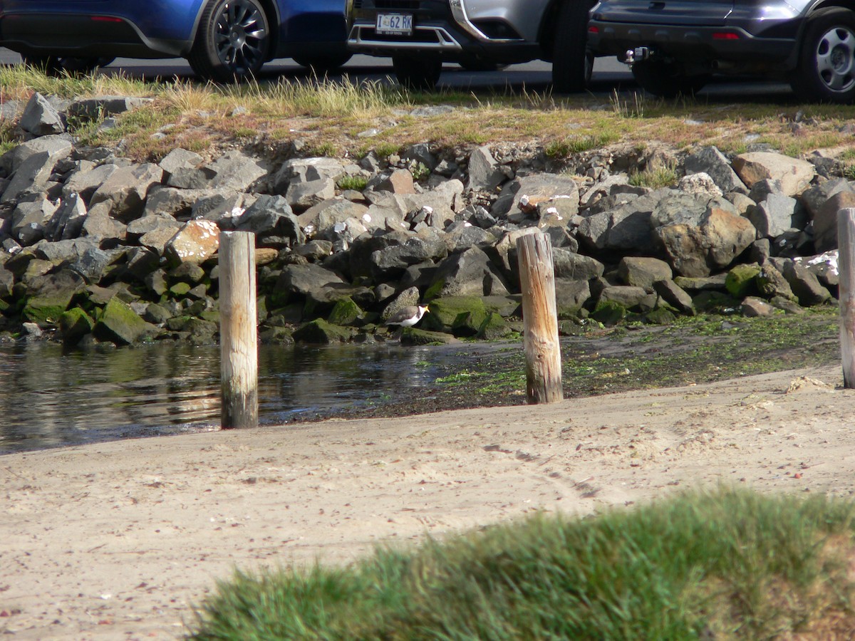 Masked Lapwing (Black-shouldered) - ML645930368