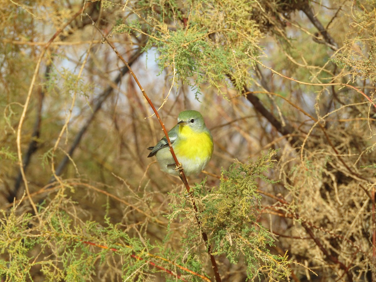 Northern Parula - ML645930369