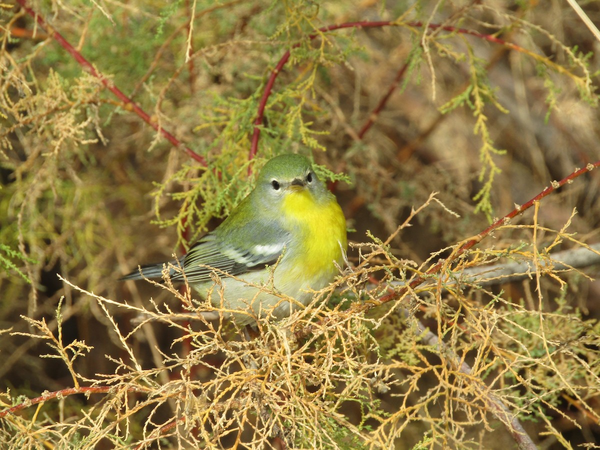 Northern Parula - ML645930370