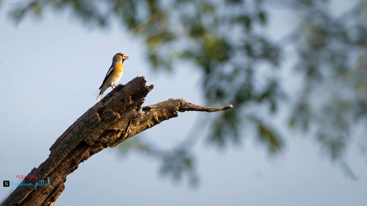 Hawfinch - ML645930377