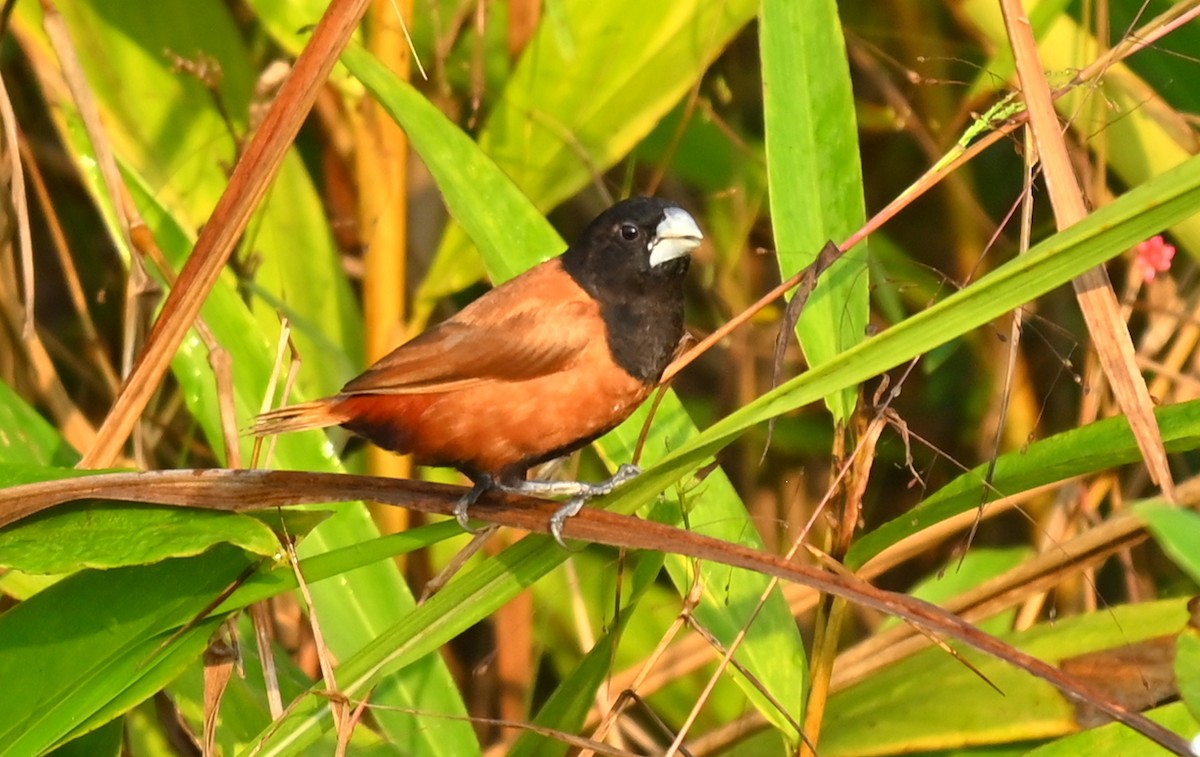 Chestnut Munia - ML645930387