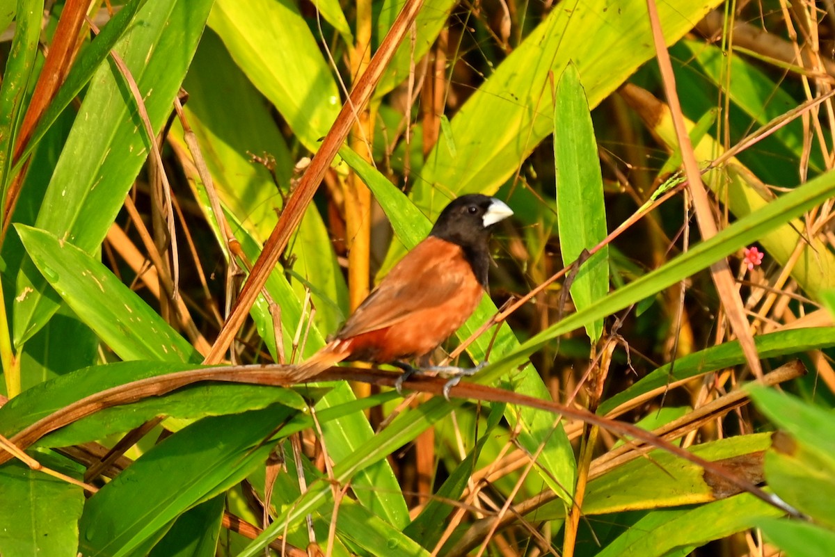 Chestnut Munia - ML645930388