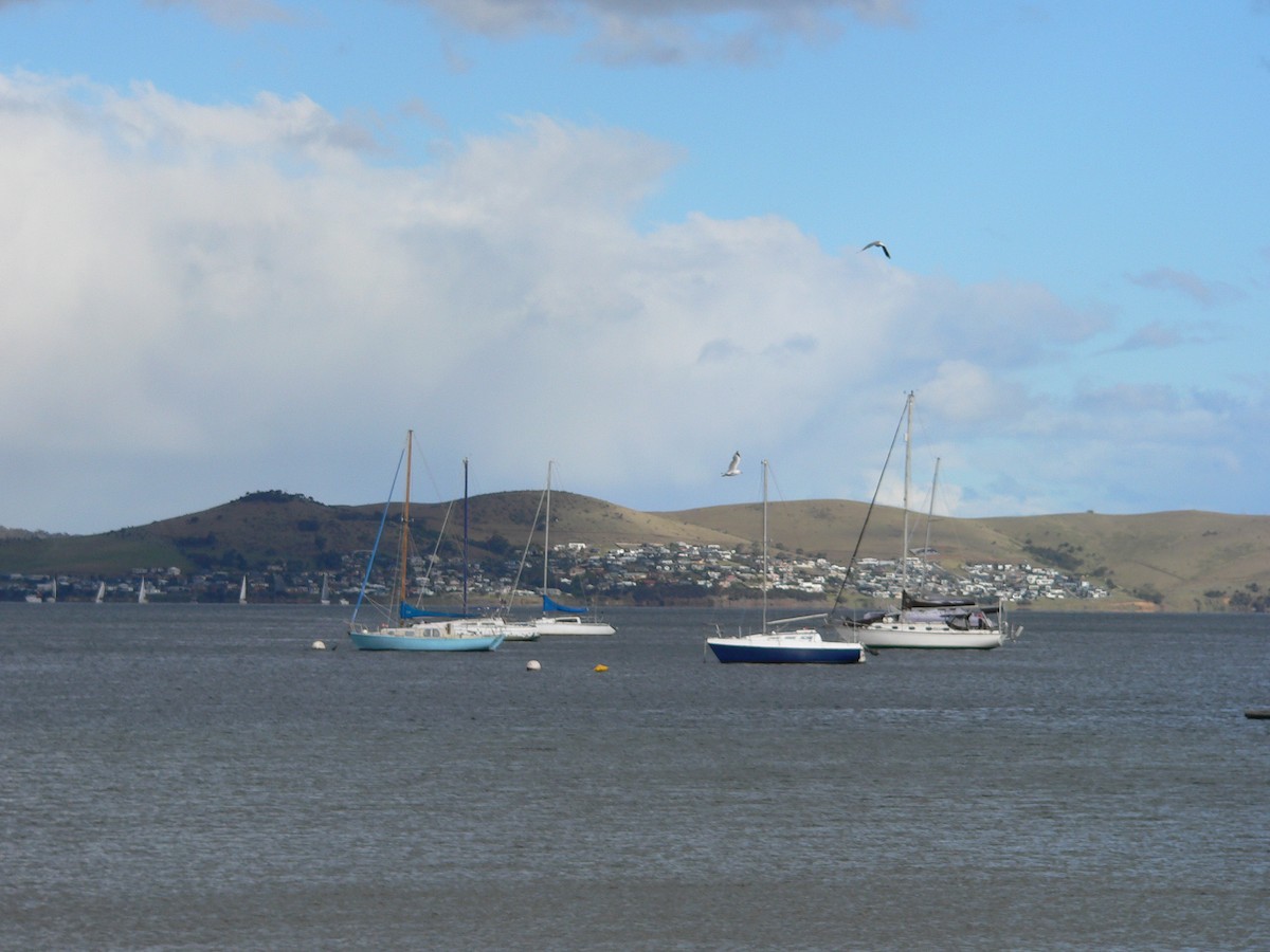 Silver Gull - ML645930398