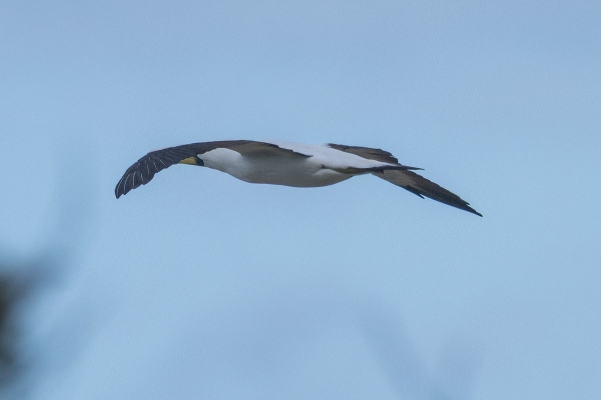 Masked Booby - ML645930399