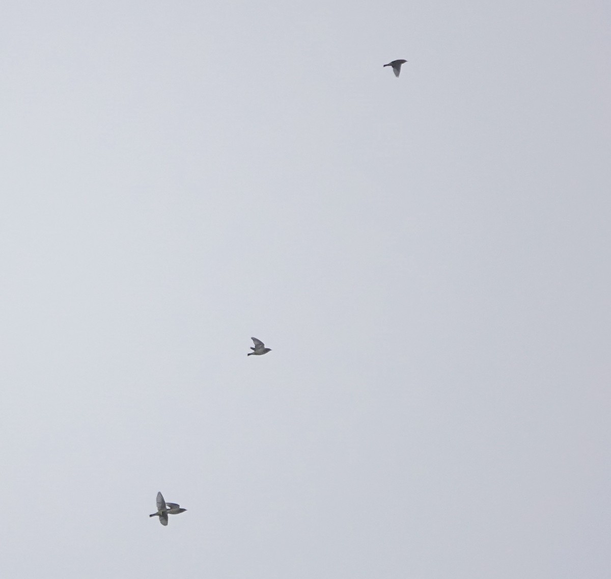 Cedar Waxwing - ML645930400