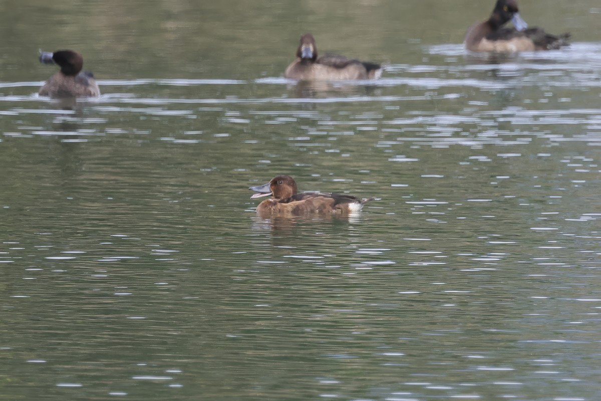 Ferruginous Duck - ML645930401