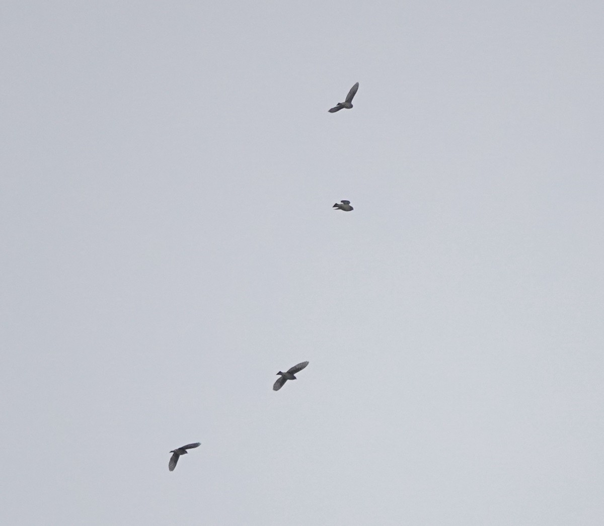 Cedar Waxwing - ML645930403